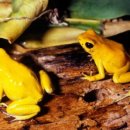 황금개구리 이미지