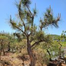 금송농장2 이미지