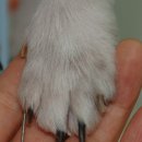 이윤권양한방동물병원 이미지