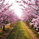 핑크드림 도서관 | 인천 드림파크 벚꽃축제 2026 일정부터 주차 팁까지 직접 다녀온 후기