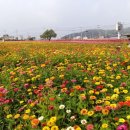 철원 고석정 꽃축제(2) 이미지