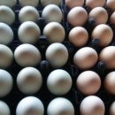 바람골농장 이미지