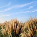 낙동강변25 이미지