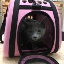 산호동물병원 이미지