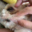멍멍냐옹동물병원 | 강아지 각질,고름,세균성피부염[멍멍냐옹동물병원] 진료후기/내돈내산 인천동물병원