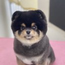 댕댕쌀롱 이미지