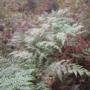 포전마을 이미지