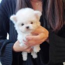 파주켄넬 이미지