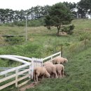 황우목장 이미지