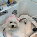 강아지미용실502 | 우리 강아지 천안 애견미용 솜사탕처럼 변신한 후기!