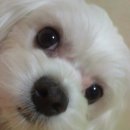 마르티스 이미지