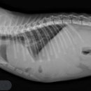 어울림동물메디컬센터 이미지