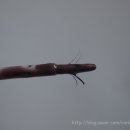 월넛 walnut 이미지