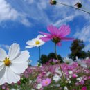 코스모스 이미지
