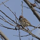 참새농장 이미지