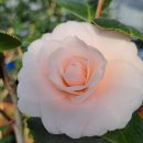 광동농장 이미지