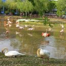 백조농장(1) 이미지