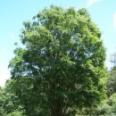 느티나무 이미지