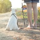 김포24시 힐 동물의료센터 이미지