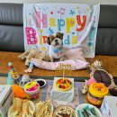 24시 해든동물의료센터 의정부점 | [일상] 강아지 심장 발작 초음파검사, 의정부 24시 동물병원 &#34;해든동물의료센터 의정부본점&#34;