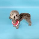 행운캔넬 이미지