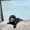 아리랑밸리켄넬 이미지