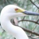 학-비상 이미지