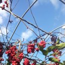 청정으뜸한우 이미지