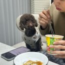 귀여운강아지 | 루비바 강아지패딩조끼, 귀여운 강아지패딩조끼 후기