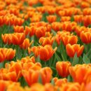 신사주유소 이미지