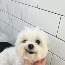 모노퍼피 이미지