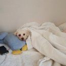 더 하찌 이미지