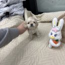 안양애견샵 알아보다가 코가스파니엘 분양 받았어요