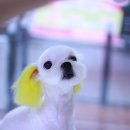 동삼동물병원 이미지