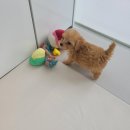 퍼피루미 옥정점 이미지