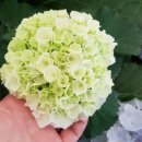 하늘빛농원 이미지