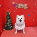 짱이야 애견미용 이미지