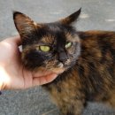 다복참숯화로구이 이미지