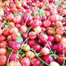 경주 체리 이미지