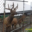 직산사슴목장 이미지