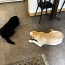 두옥 | [수원] 브런치 카페 "두옥" 두부, 김치 강아지를 곁들인..맛집🐶