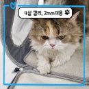 컬리 살롱 이미지