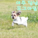 도그아일랜드 이미지