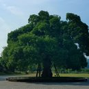 성주 경산리 성밖숲 이미지