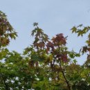 둥지휴양림 이미지