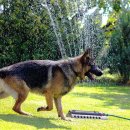 완산애견 이미지