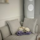 해피 도그 데이 이미지