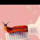 헬시펫