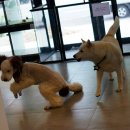 스마트심바이오 이미지