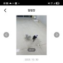 시오꾸꾸 이미지